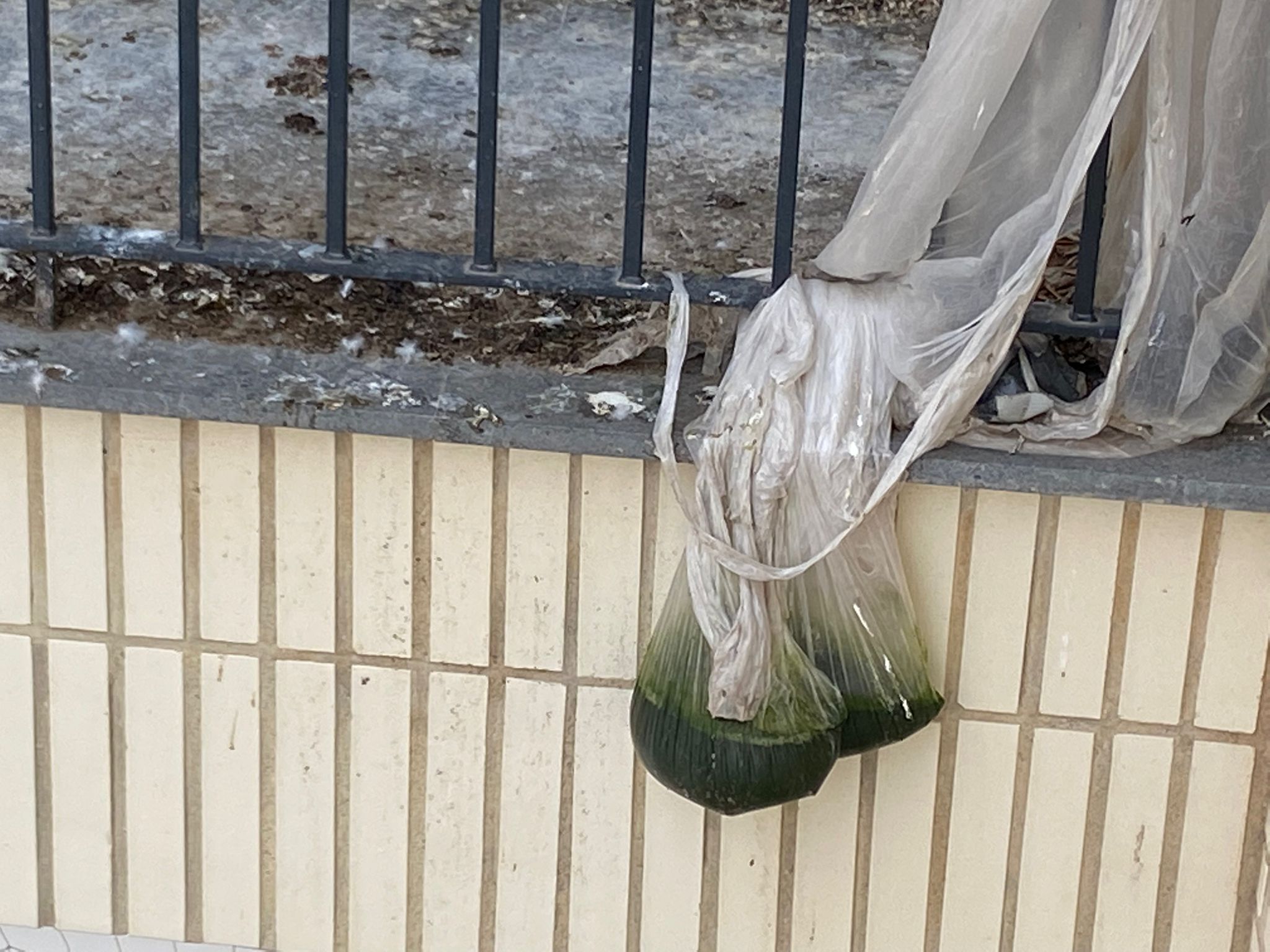 Promotora encuentra inquilinos no deseados palomas
