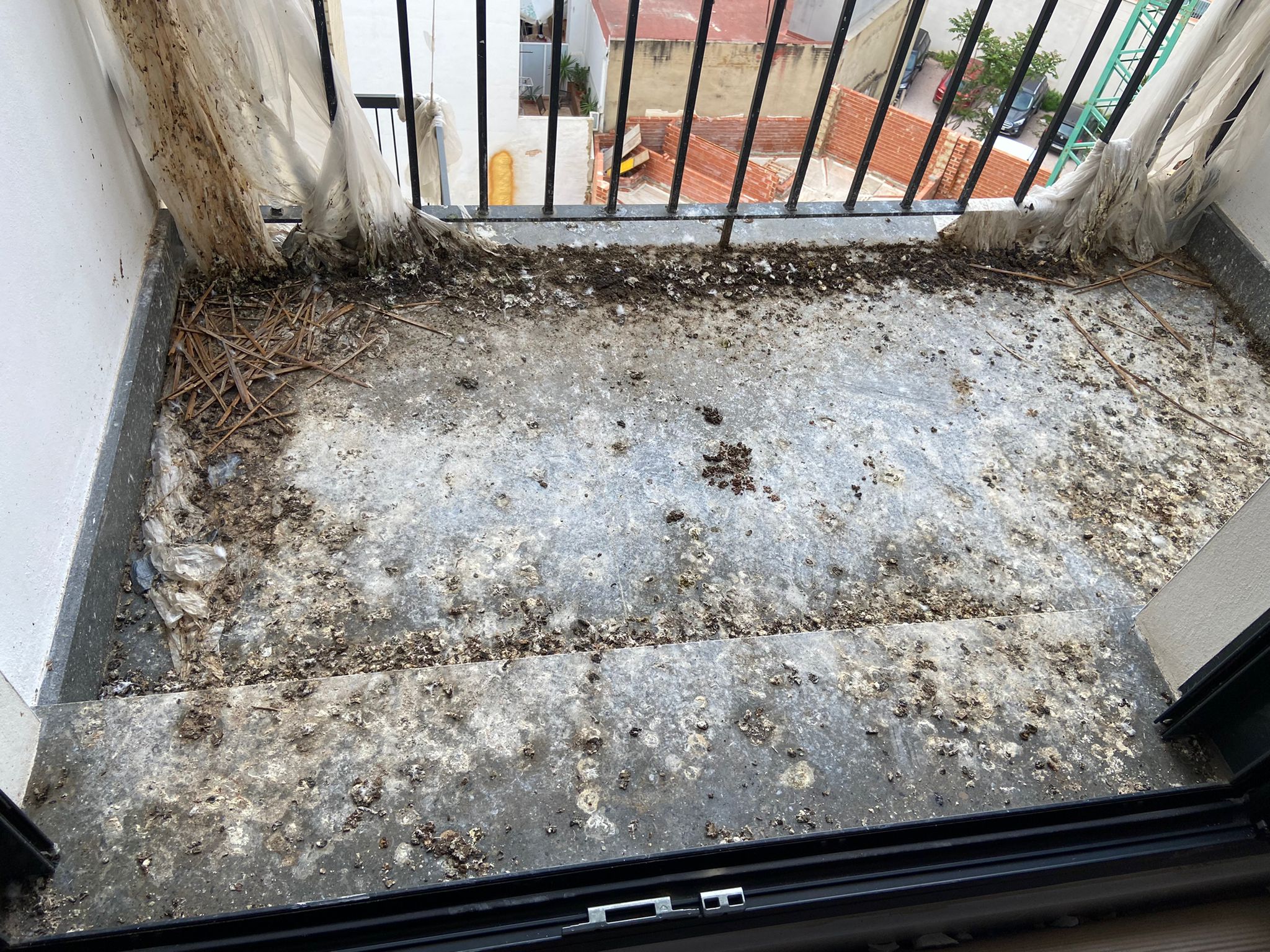 Promotora encuentra inquilinos no deseados palomas
